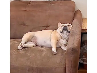 フレンチブルドッグ,動画