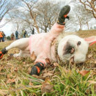 フレンチブルドッグ犬の靴