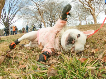 フレンチブルドッグ犬の靴