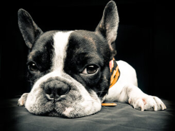 フレンチブルドッグ飛行機事故