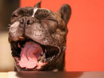 フレンチブルドッグタイガーブリンドル