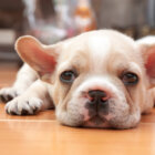 フレンチブルドッグ行動