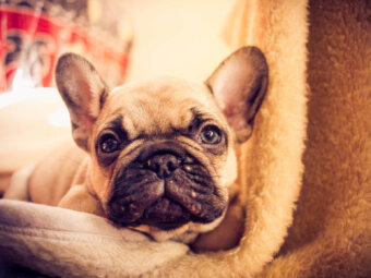 フレンチブルドッグ子犬