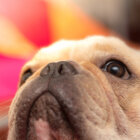 フレブル飛行機