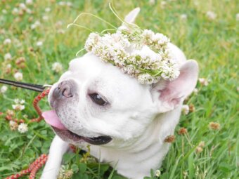 フレンチブルドッグおしゃれ