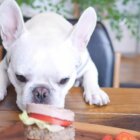 フレブルごはん