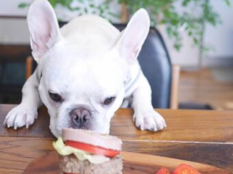 フレブルごはん