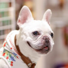 フレンチブルドッグ靴