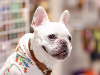 フレンチブルドッグ靴