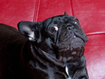 フレンチブルドッグ鳥