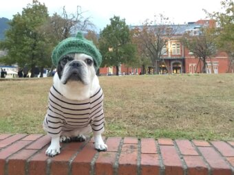 フレンチブルドッグ洋服