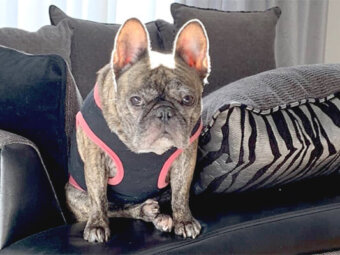 フレブル,おねだり