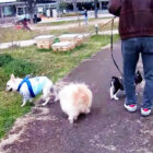 フレブル,多頭飼い