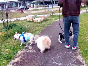 フレブル,多頭飼い