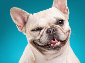 フレンチブルドッグ