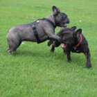 フレンチブルドッグ