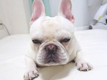 フレブル,YouTube