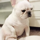 フレブル,YouTube