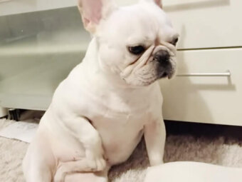 フレブル,YouTube