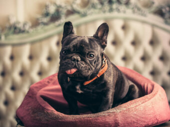 フレブルクッション