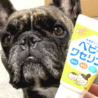 フレンチブルドッグ,ドッグギア