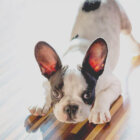 フレンチブルドッグ,リーダー