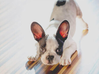 フレンチブルドッグ,リーダー