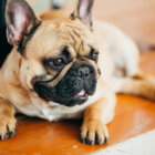 フレンチブルドッグ病気