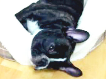 フレブル,YouTube