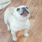 フレブル,Instagram