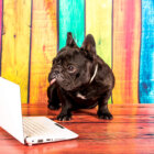 フレンチブルドッグマスキングテープ