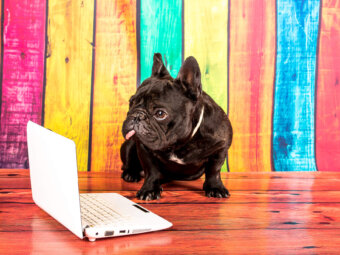 フレンチブルドッグマスキングテープ