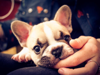 フレンチブルドッグ