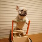 フレブルステッカー