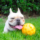 フレンチブルドッグ