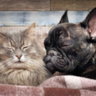 フレンチブルドッグフォジー