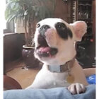 フレンチブルドッグ,動画