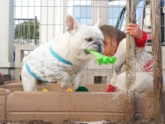 フレンチブルドッグおもしろい