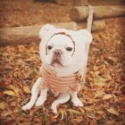 フレンチブルドッグしつけ