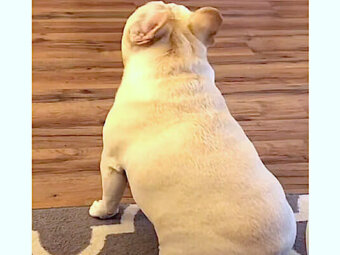 フレブル,YouTube