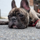 フレンチブルドッグ