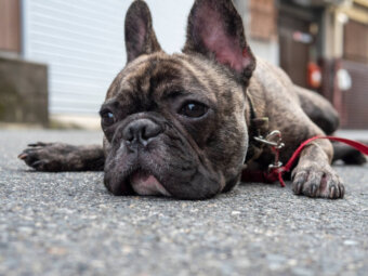 フレンチブルドッグ