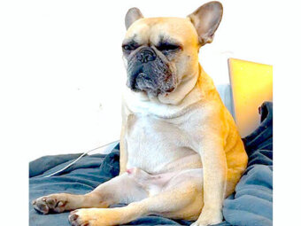 フレブル,YouTube