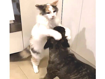 フレブル,Instagram