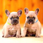 フレンチブルドッグ,繁殖,生体