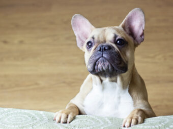 フレンチブルドッグ肥満細胞腫