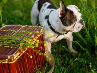 フレンチブルドッグ災害