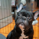 フレンチブルドッグ