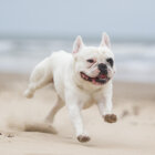 フレンチブルドッグ 弟