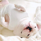 フレブル,Instagram